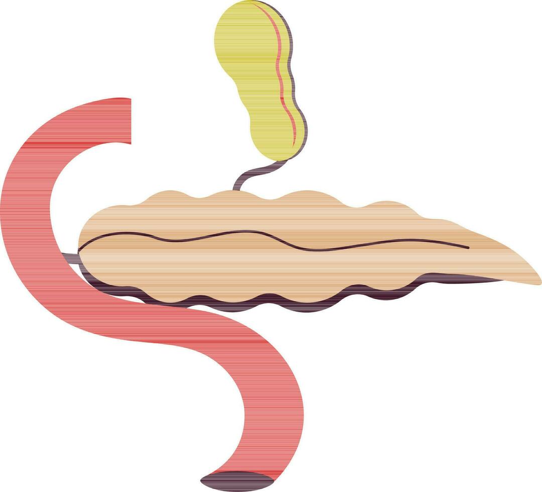 alvleesklier icoon van menselijk orgaan in kleur. vector
