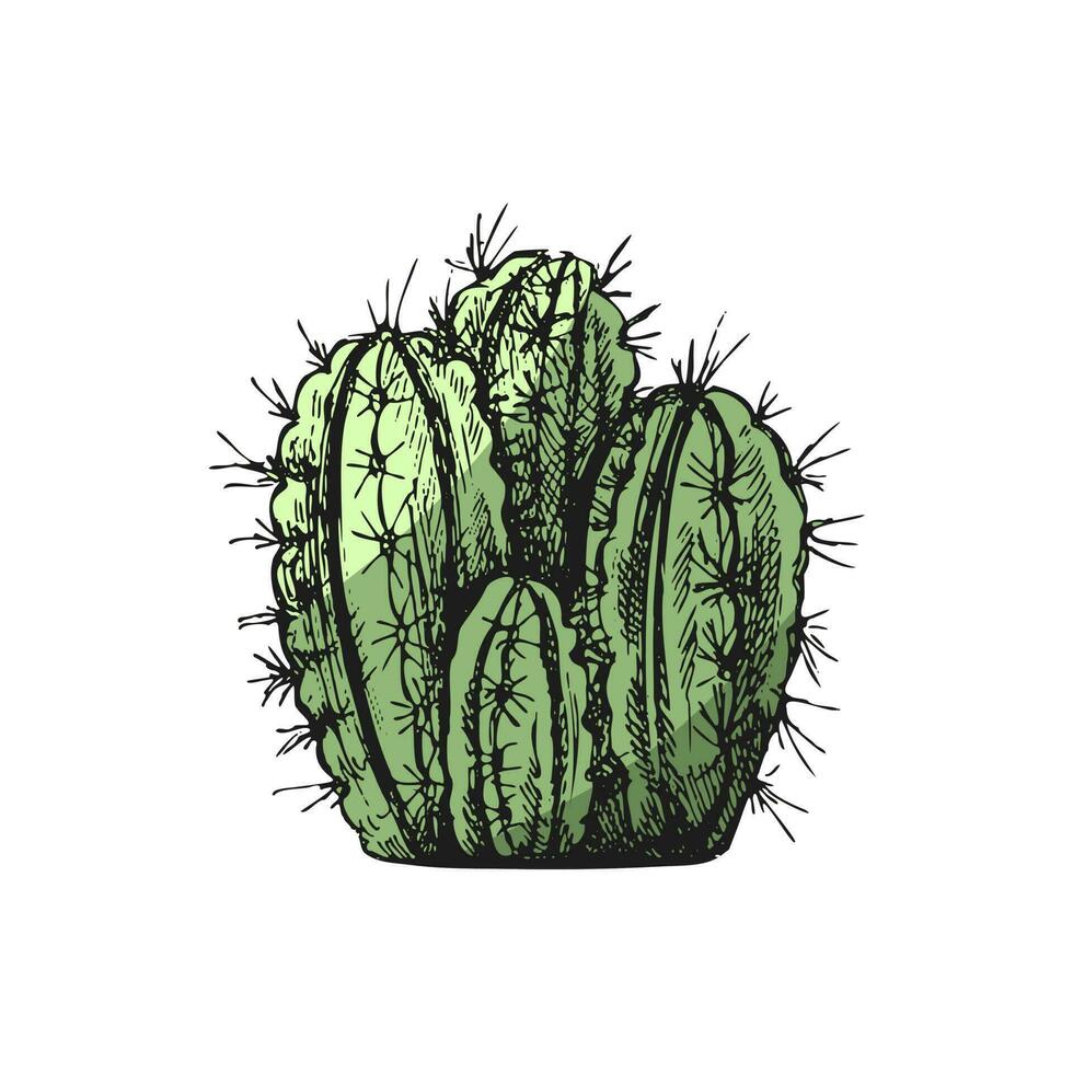 hand- getrokken gekleurde vector schetsen van een cactus. geïsoleerd element voor ontwerp. wijnoogst illustratie. element voor de ontwerp van etiketten, verpakking en ansichtkaarten. monochroom tekening.