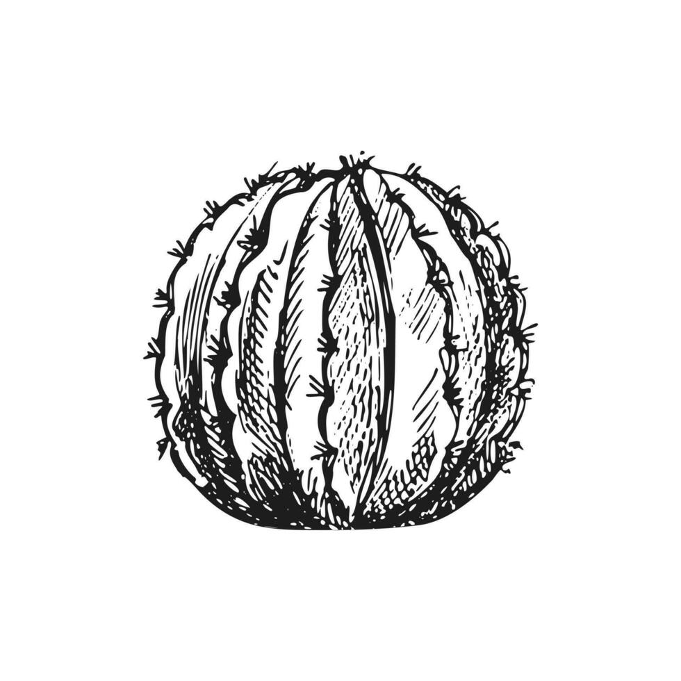 hand- getrokken vector schetsen van een cactus. geïsoleerd element voor ontwerp. wijnoogst illustratie. element voor de ontwerp van etiketten, verpakking en ansichtkaarten. monochroom tekening.