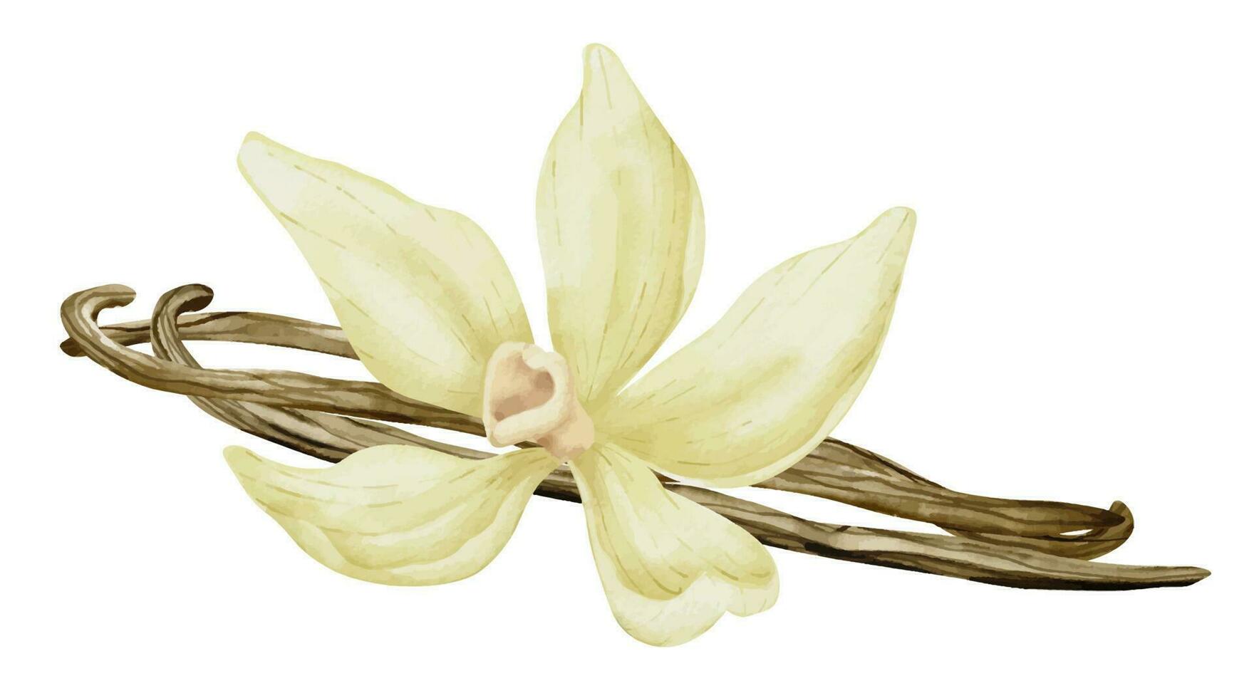 vanille bloem met stokken. waterverf hand- getrokken illustratie van geel orchidee bloem en peulen Aan wit geïsoleerd achtergrond. tekening van kruid voor Koken of aroma oliën. schetsen van kruiden ingrediënt vector