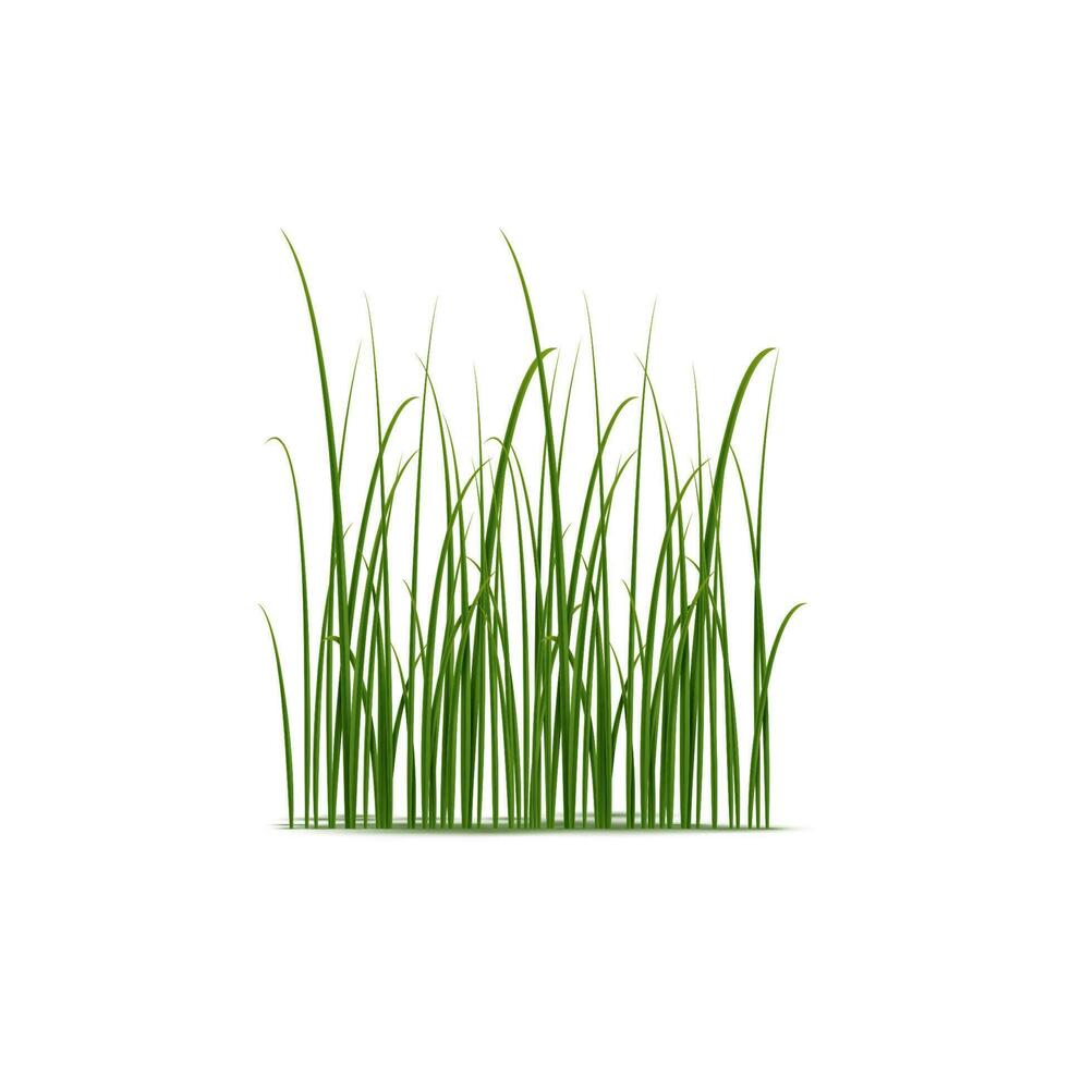 realistisch riet, zegge en gras toenemen in wetlands vector