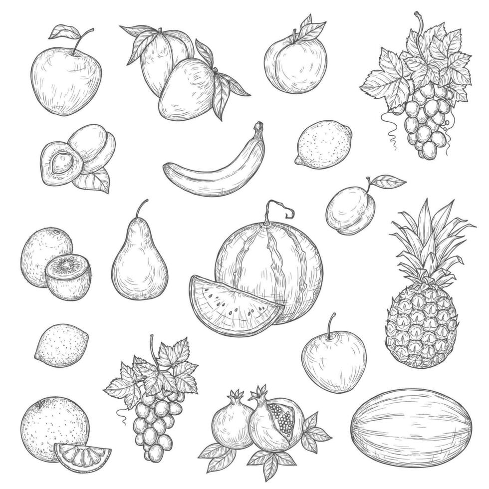 natuurlijk rijp fruit, vector schetsen