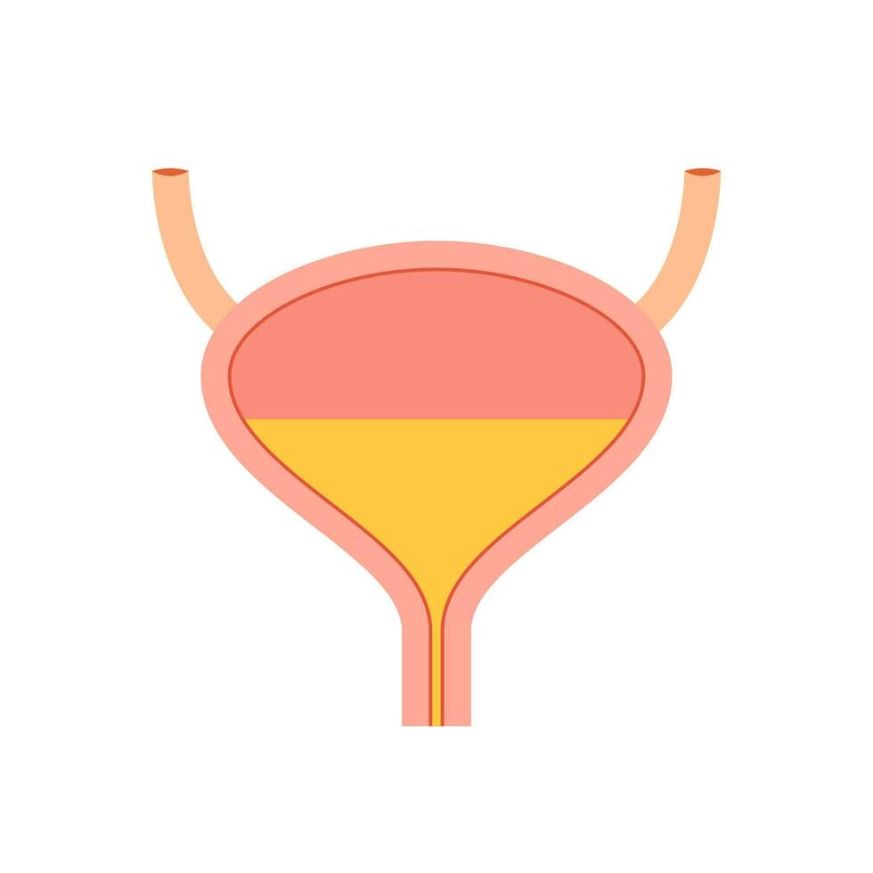 menselijk blaas met urine vector