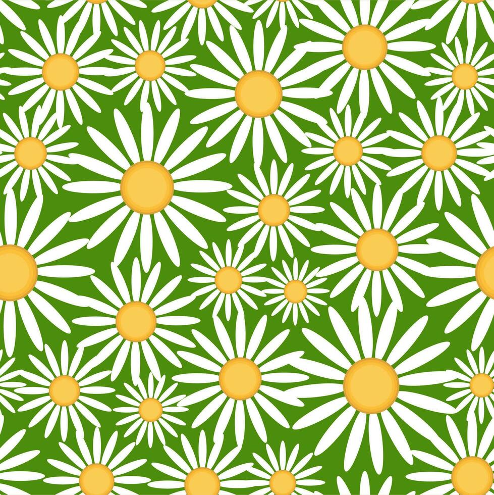 naadloos patroon met madeliefjes Aan een wit achtergrond. vector illustratie.