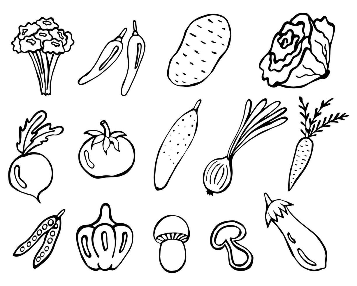 gezond groenten tekening set. vector beeld Aan een wit achtergrond, elementen. broccoli, pepers, aardappelen, kool, bieten, tomaten, komkommers, uien, wortels, erwten, klok pepers, paddestoelen, aubergine.