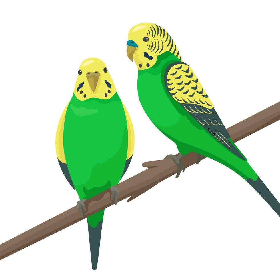 schattig vlak vector liefde papegaaien zittend Aan een Afdeling geïsoleerd Aan wit achtergrond. groen en geel klein grasparkieten. pratend realistisch parkieten. huiselijk vogelstand