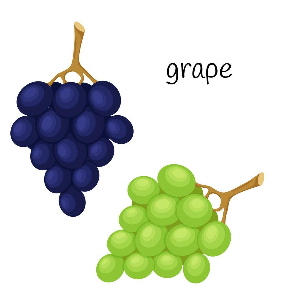 druiven Aan een takje, groen en blauw bessen. fruit, BES icoon. vlak ontwerp. kleur vector illustratie geïsoleerd Aan een wit achtergrond.