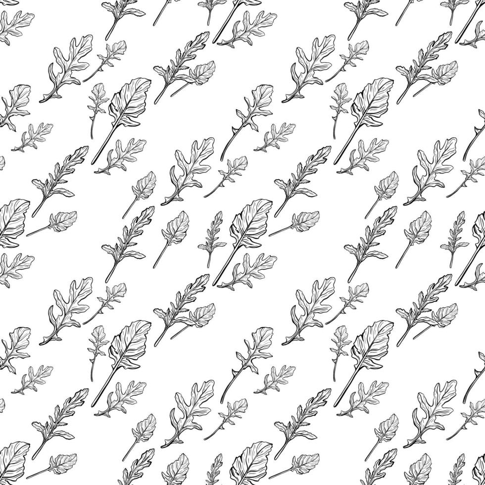 rucola naadloze patroon. rucola bladeren op een witte achtergrond. pittige en aromatische Italiaanse kruiden. handgetekende vectorillustratie vector
