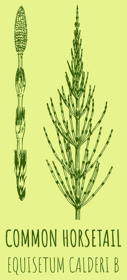 vector tekeningen van veld- paardestaart. hand- getrokken illustratie. Latijns naam equisetum calderi b.