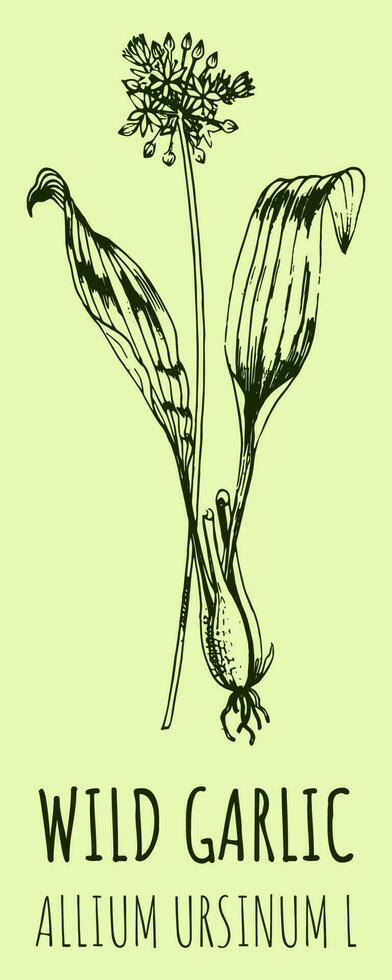 vector tekeningen wild knoflook. hand- getrokken illustratie. Latijns naam allium ursinum ik.