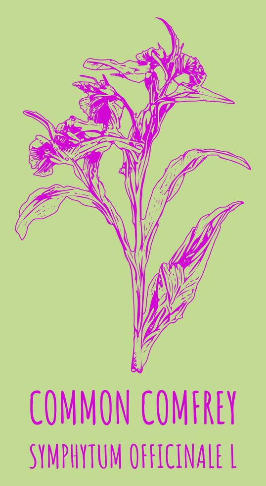 vector tekeningen gemeenschappelijk smeerwortel. hand- getrokken illustratie. Latijns naam symphytum officinale ik.