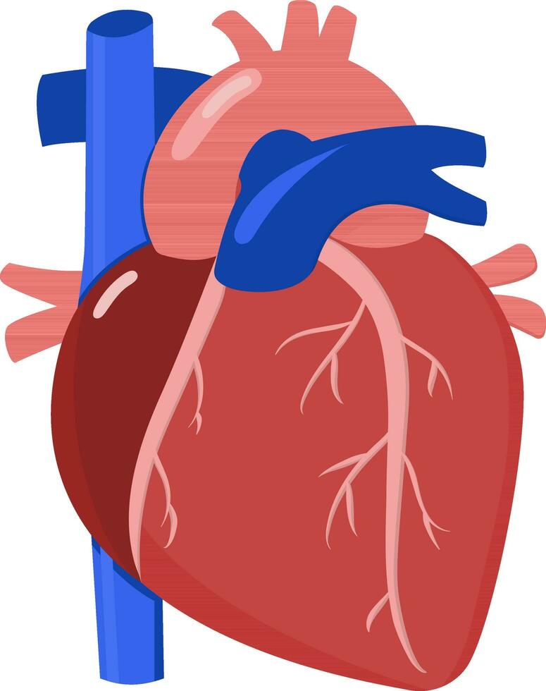 rood en blauw menselijk hart icoon in vlak stijl. vector