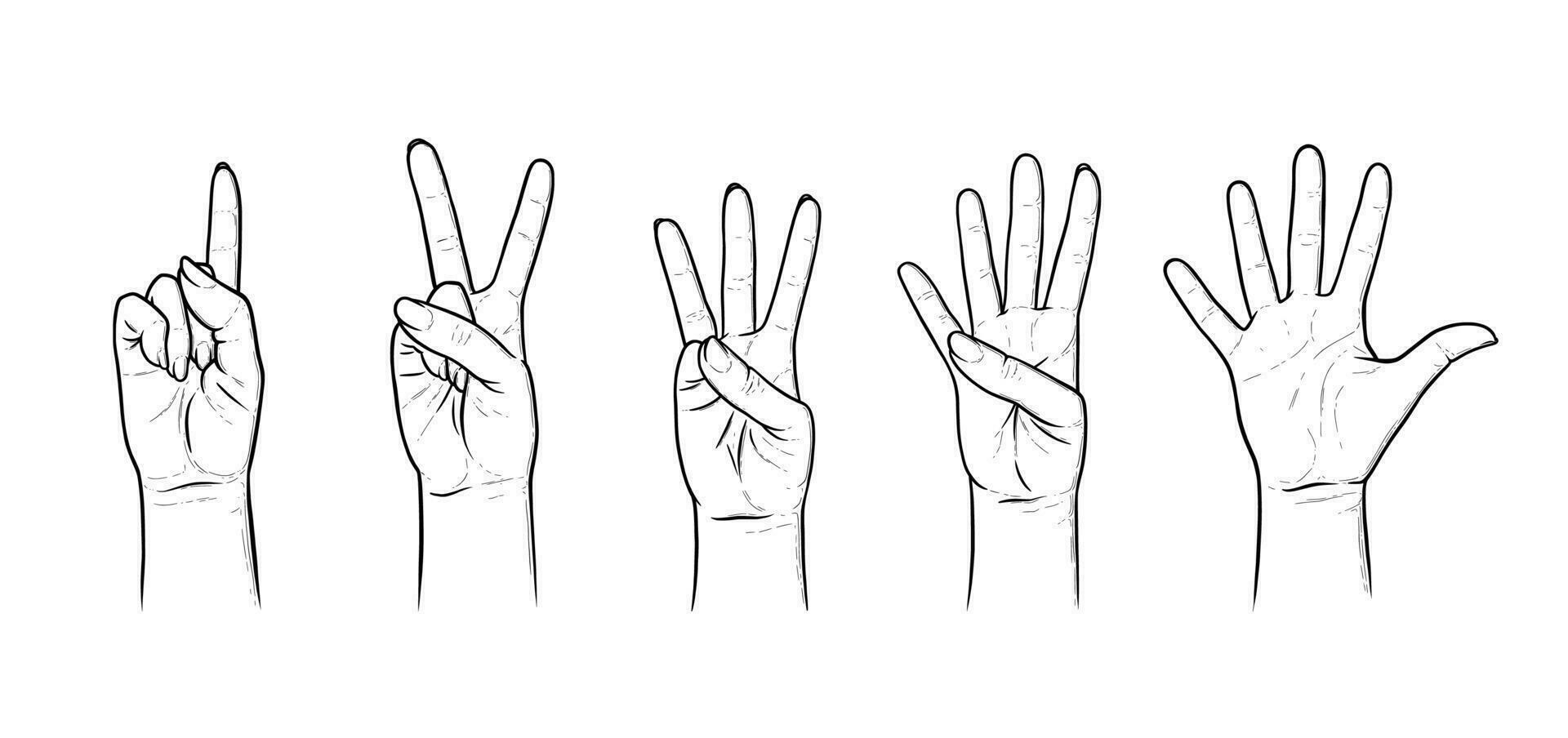 gebaren voor tellen van een naar vijf. reeks van hand- gebaren tonen nummers. vector illustratie geïsoleerd in wit achtergrond
