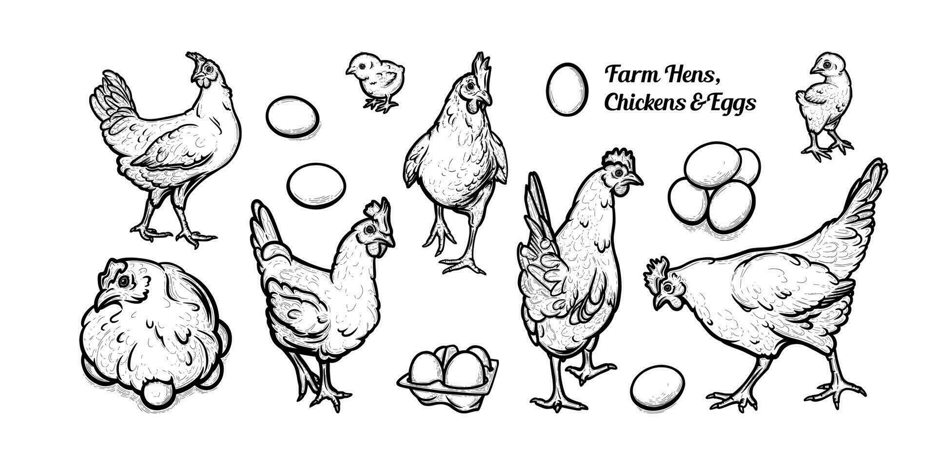 vrij begrazing kippen met eieren en kippen. reeks van eieren leggend kippen. vector illustratie
