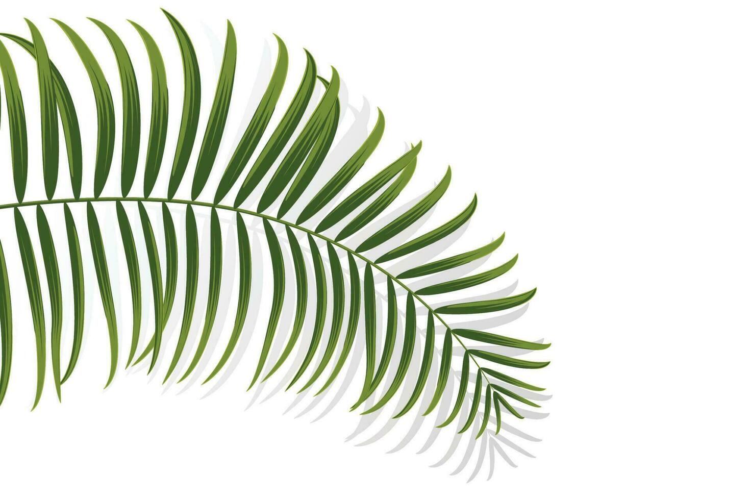 palmtak, kokosblad, tropische plant vector