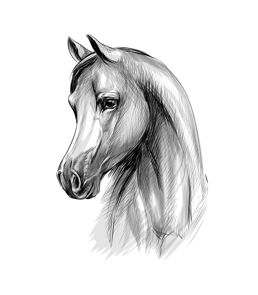 paard hoofd portret op een witte achtergrond hand getrokken schets vectorillustratie van verf vector