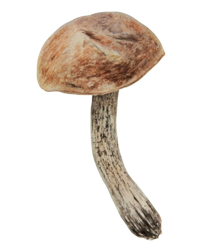 wild paddestoel waterverf hand- getrokken botanisch realistisch illustratie. Woud boletus geïsoleerd Aan wit achtergrond. Super goed voor het drukken Aan kleding stof, ansichtkaarten, uitnodigingen, menu's vector