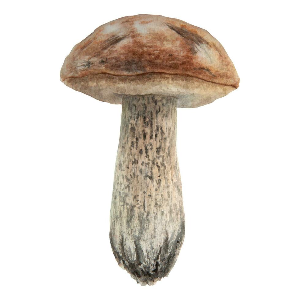 wild paddestoel waterverf hand- getrokken botanisch realistisch illustratie. Woud boletus geïsoleerd Aan wit achtergrond. Super goed voor het drukken Aan kleding stof, ansichtkaarten, uitnodigingen, menu's vector