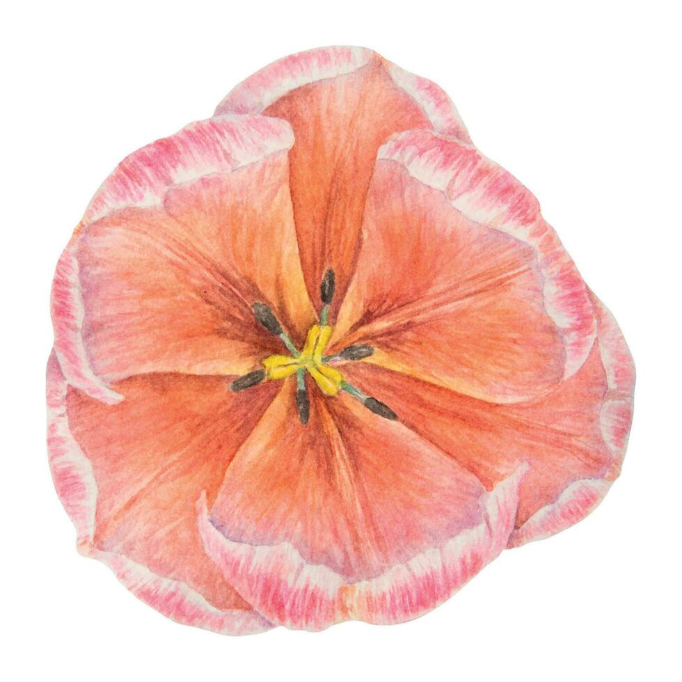 waterverf realistisch botanisch illustratie van roze tulp geïsoleerd Aan wit achtergrond voor uw ontwerp, bruiloft afdrukken producten, papier, uitnodigingen, kaarten, kleding stof, affiches, kaart voor moeder dag, maart vector