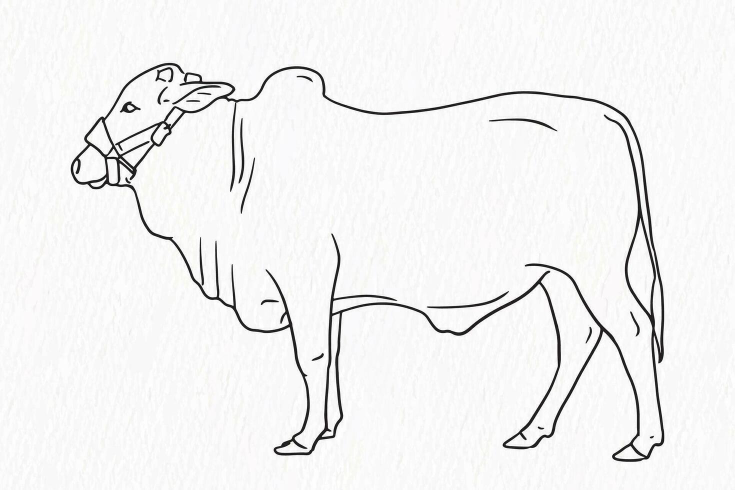 huiselijk dier lijn tekening. koe voor qurbani schets vector