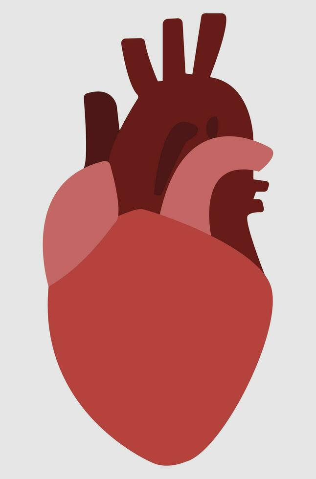 van mensen hart, hart, cardiologie, cardiovasculair, cardioïde vorm geven aan, hart illustratie vector, rood en donker rood en grijs kleuren, geschikt voor leerzaam inhoud en geneeskunde boek en wetenschap les vector