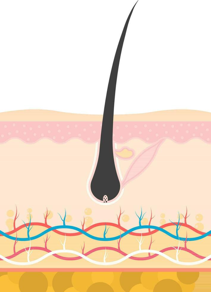 vlak stijl anagene groeit stadium van haar- groei of verlies intern hoofdhuid structuur. vector