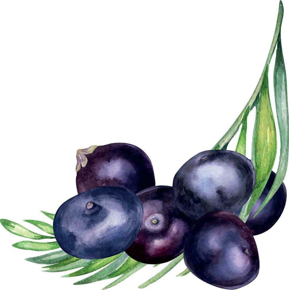 samenstelling van acai bessen en palm bladeren waterverf illustratie geïsoleerd Aan wit achtergrond. exotisch amazon klein Purper bessen, tropisch fruit hand- getrokken. ontwerp element voor verpakking, etiket vector