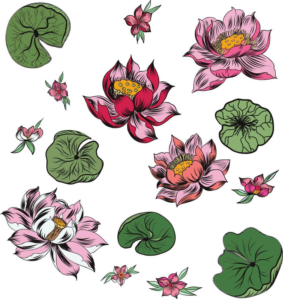 hand- getrokken lotus bloem vector reeks ,ping lotus isoleren Aan wit achtergrond.bloem van boeddhistisch.