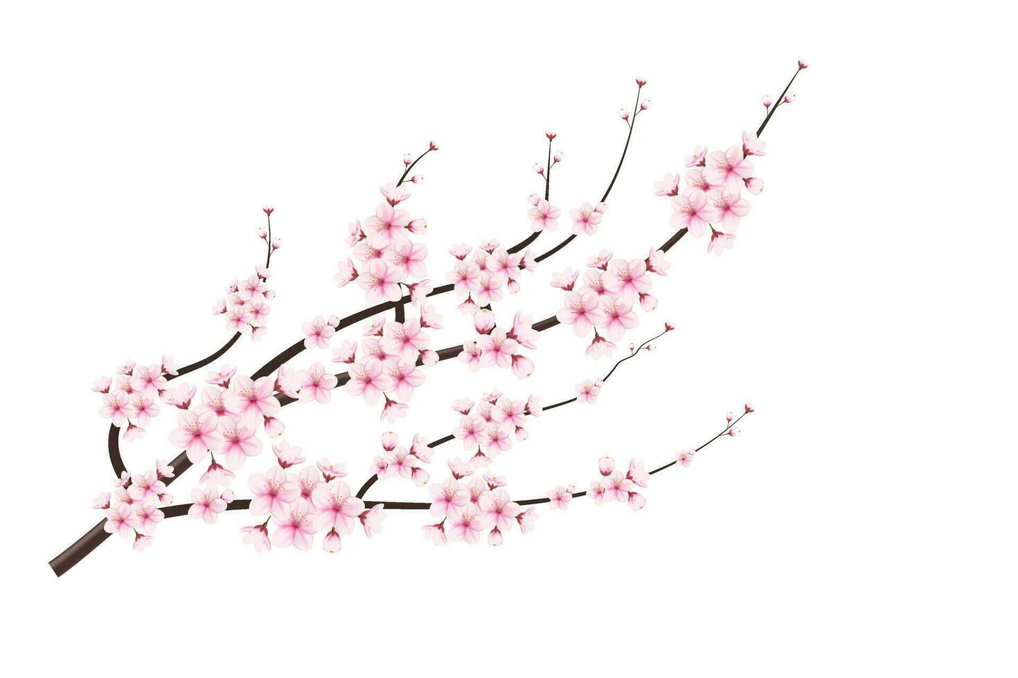 realistisch kers bloesem en kers bloemen en bloemblaadjes illustratie, kers bloesem vector. roze sakura bloem achtergrond. kers bloesem bloem bloeiend vector