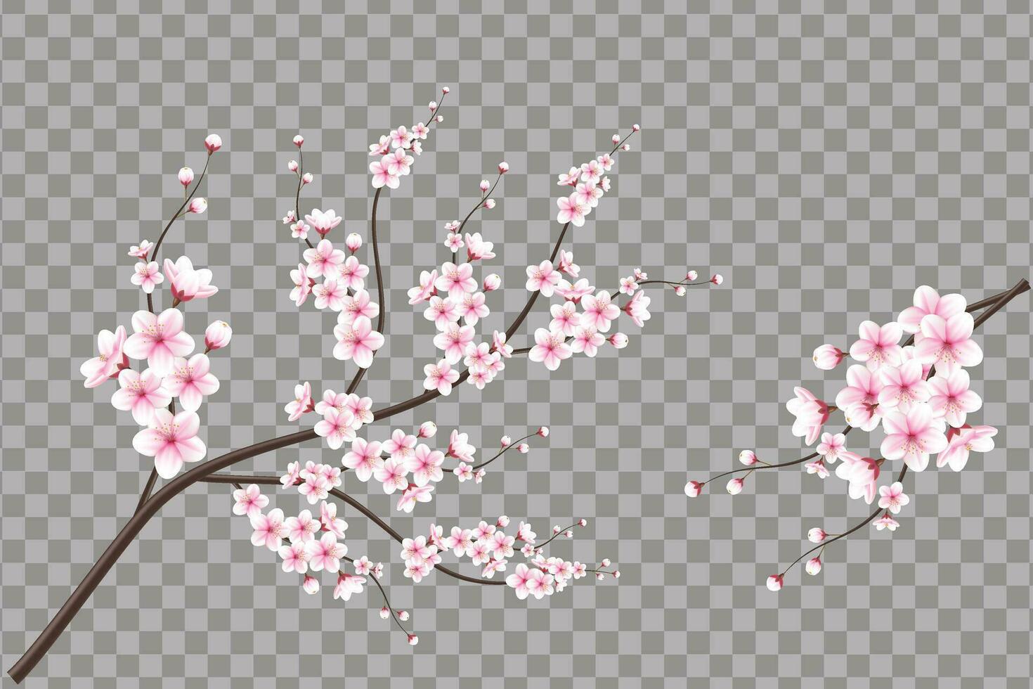 realistisch kers bloesem en kers bloemen en bloemblaadjes illustratie, kers bloesem vector. roze sakura bloem achtergrond. kers bloesem bloem bloeiend vector