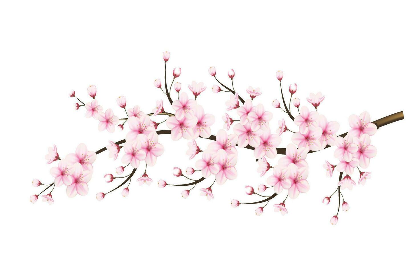 realistisch kers bloesem en kers bloemen en bloemblaadjes illustratie, kers bloesem vector. roze sakura bloem achtergrond. kers bloesem bloem bloeiend vector