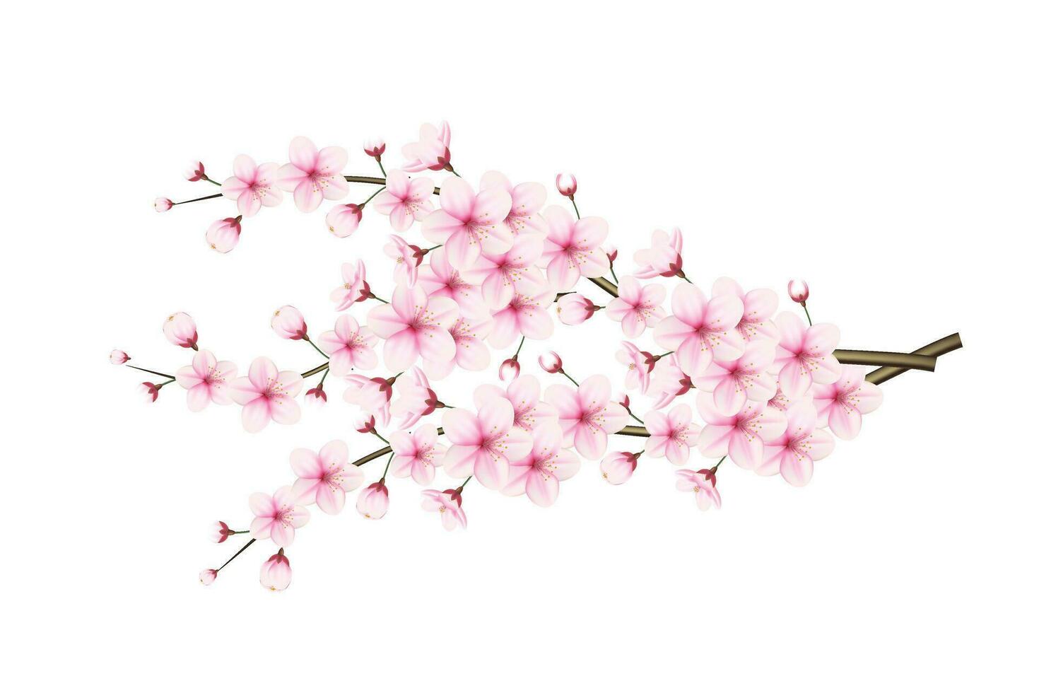 realistisch kers bloesem en kers bloemen en bloemblaadjes illustratie, kers bloesem vector. roze sakura bloem achtergrond. kers bloesem bloem bloeiend vector