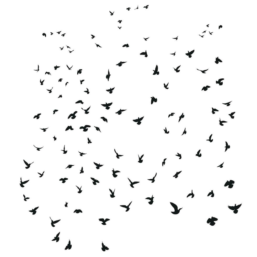 silhouet schetsen van een kudde van vliegend vogels, vlucht in verschillend posities. opstijgen, vliegen, vlucht, fladderen, zweven, stijgende, landen vector