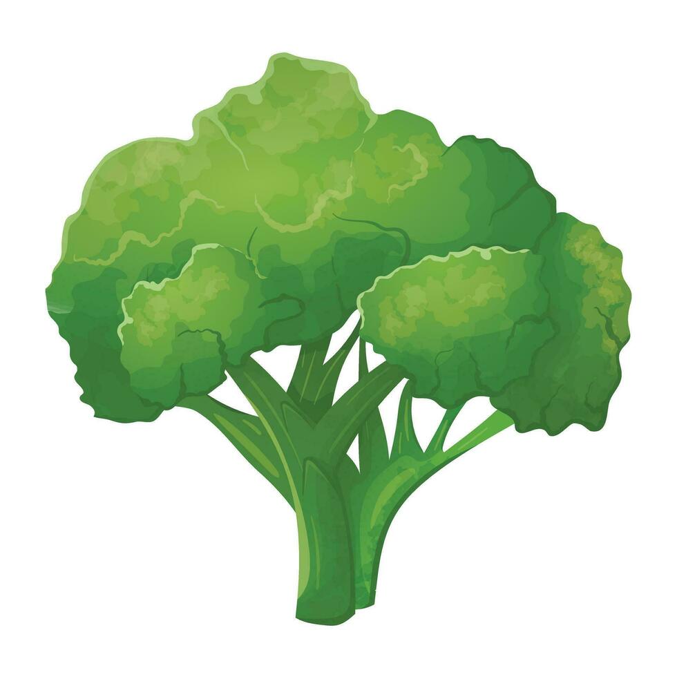 vector geïsoleerd realistisch illustratie van bundel van broccoli kool. vers groen gezond groente.