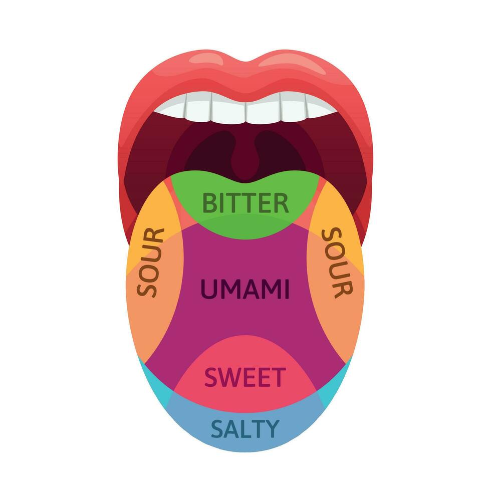 menselijk tong smaak zones. zoet, bitter en zout smaakt receptoren. proeverij gebieden, umami en verzuren diagram tekenfilm vector illustratie