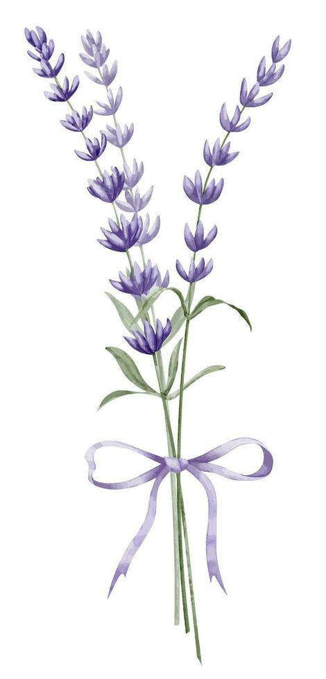 boeket van lavendel bloemen met Purper lintje. hand- getrokken waterverf illustratie Aan wit geïsoleerd achtergrond voor groet kaarten of bruiloft uitnodigingen. bloemen provincie tekening voor icoon of logo vector