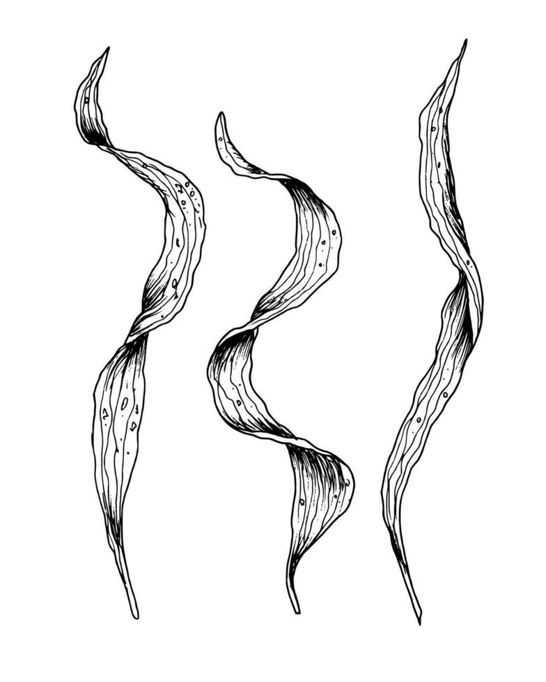 reeks van zeewier. hand- getrokken vector illustratie van algen en laminaria Aan wit geïsoleerd achtergrond in schets stijl. onderwater- tekening geschilderd door zwart inkten. gravure voor voedsel of kunstmatig label.