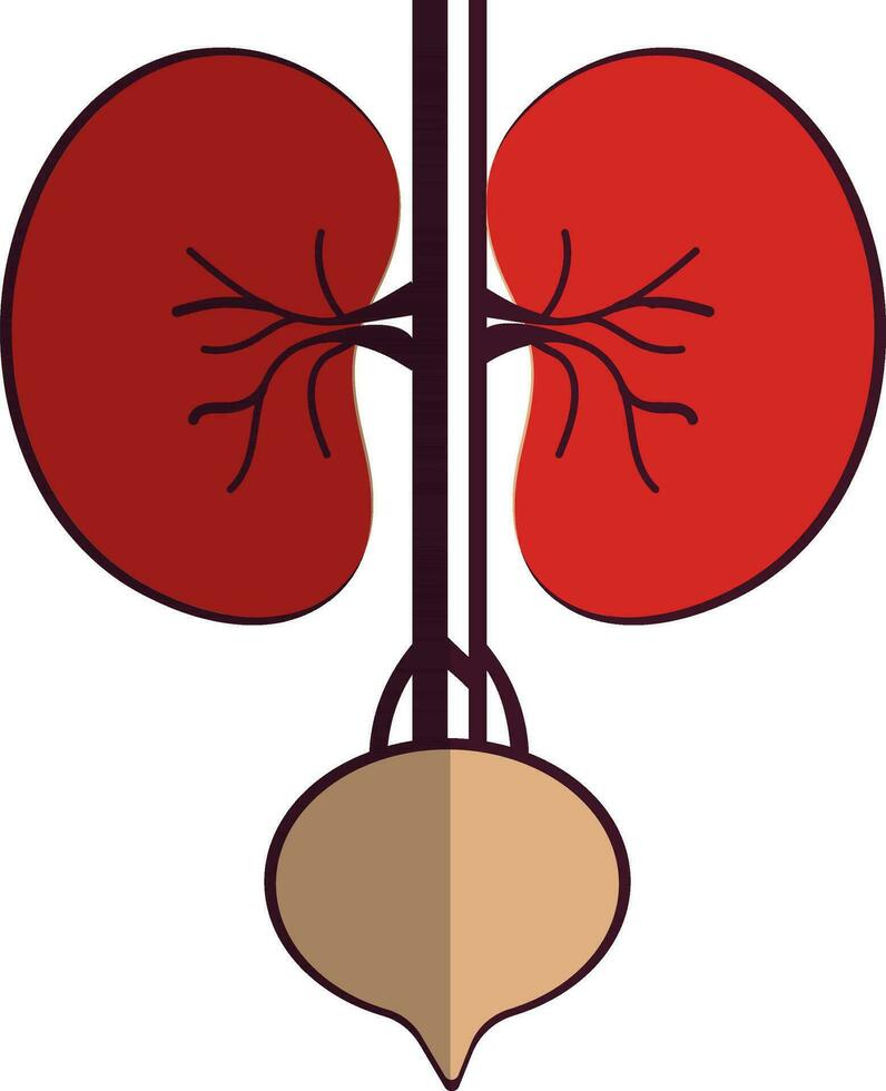 voor de helft schaduw stijl van nieren icoon in een deel van lichaam. vector