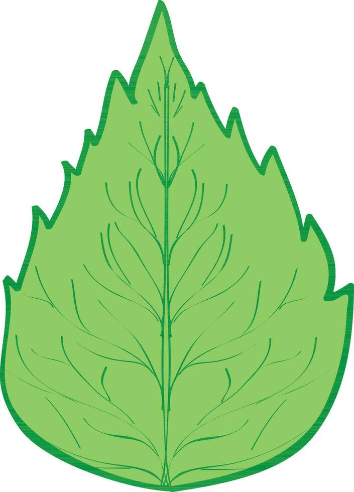 groen blad op witte achtergrond. vector