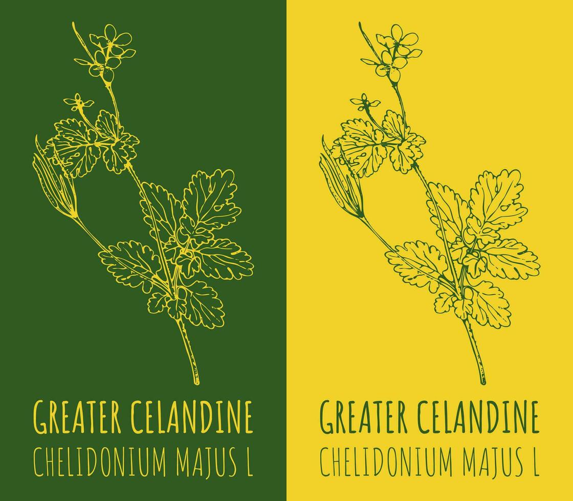 vector tekeningen groter stinkende gouwe. hand- getrokken illustratie. Latijns naam chelidonium majus ik.