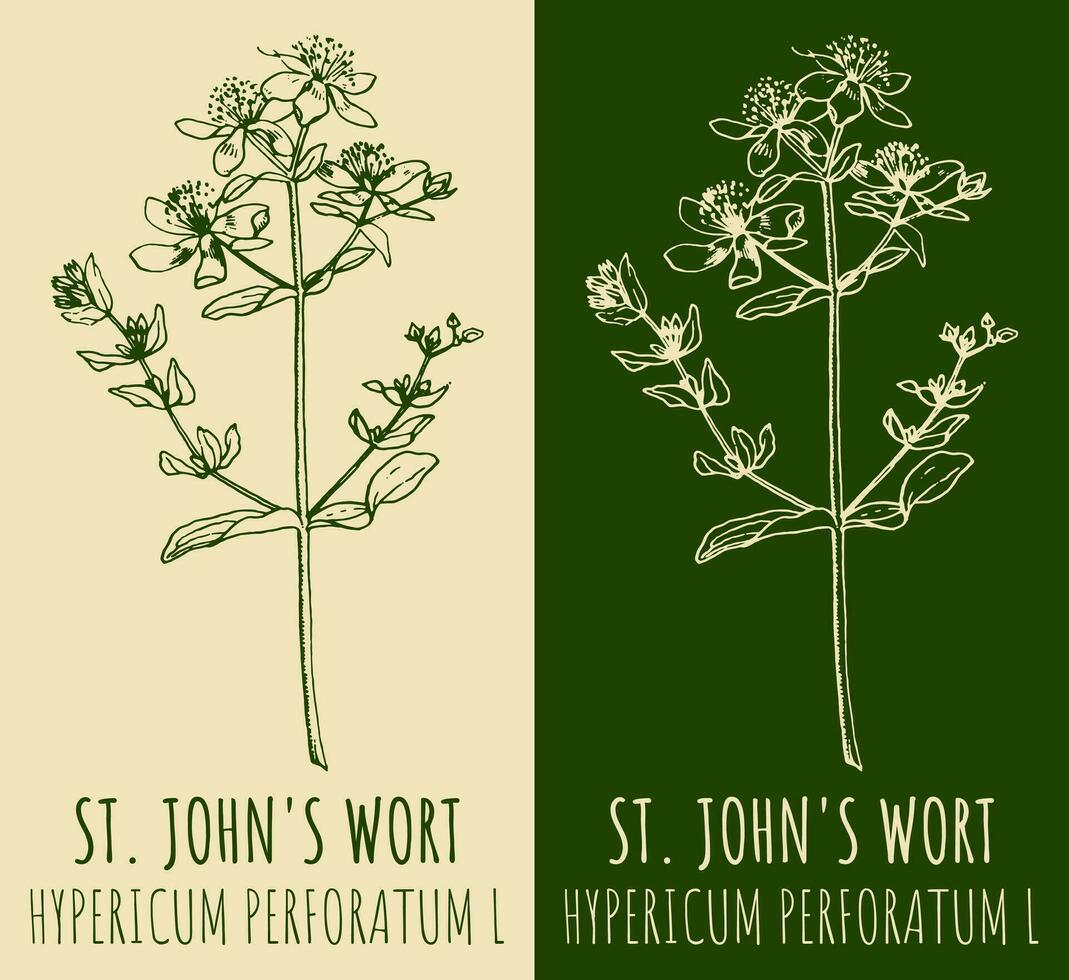 vector tekeningen st. John's wort. hand- getrokken illustratie. Latijns naam hypericum ik.