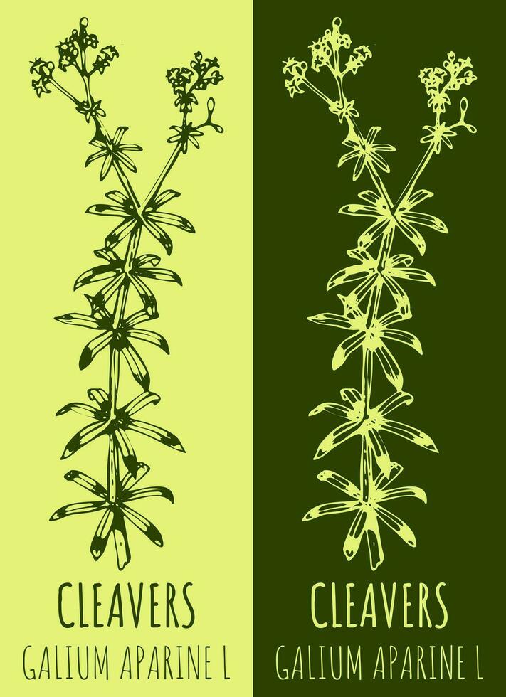 vector tekeningen hakmessen. hand- getrokken illustratie. Latijns naam galium aparine ik.