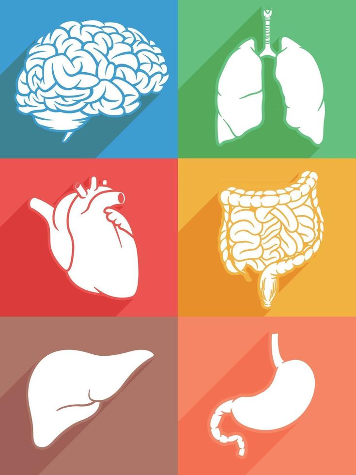 silhouet menselijke interne organen lichaamsdelen stencil pictogram illustratie vector