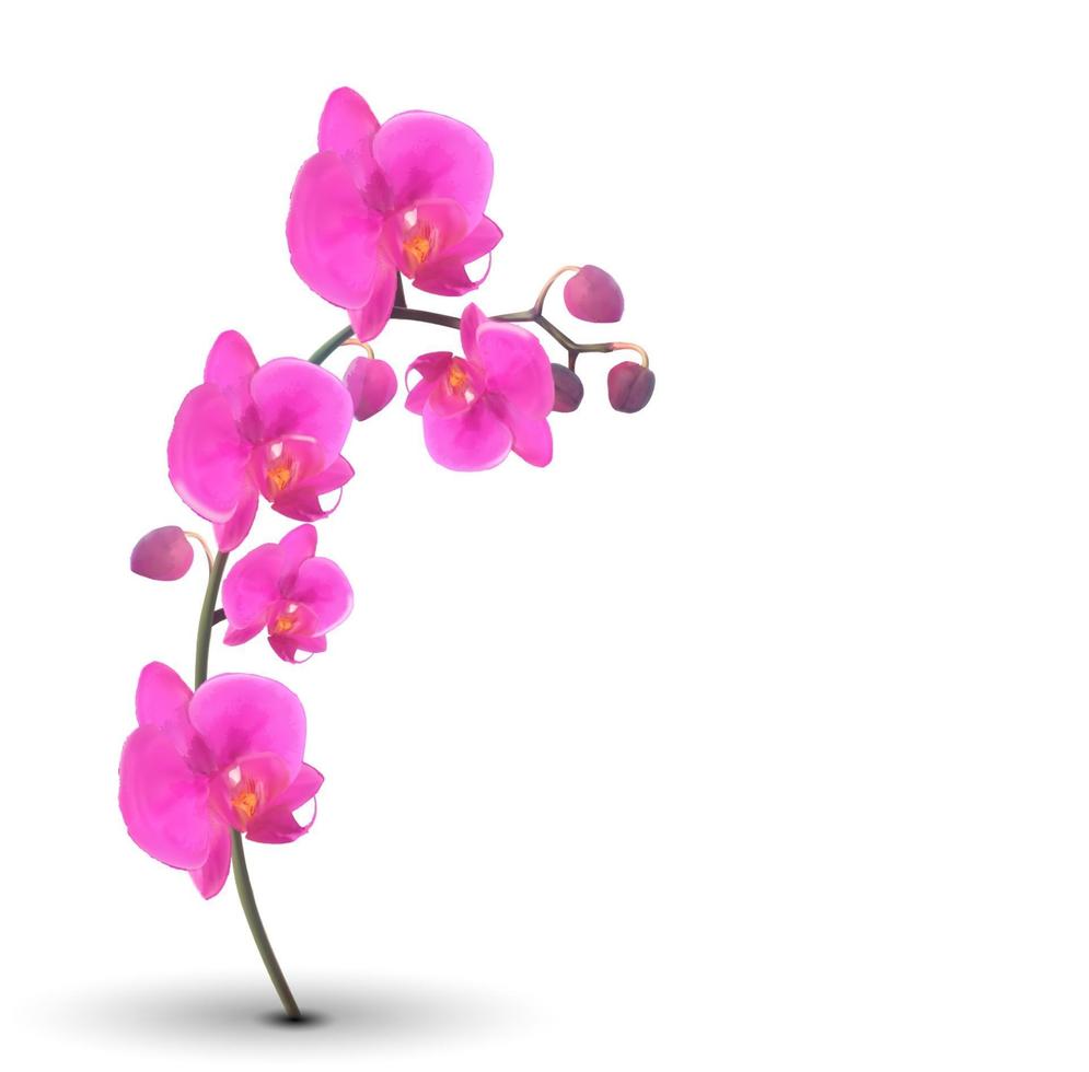 naturalistische mooie kleurrijke roze orchidee op witte achtergrond vector