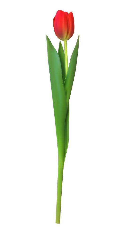 realistische vectorillustratie kleurrijke tulp. rode bloem op lichte achtergrond vector