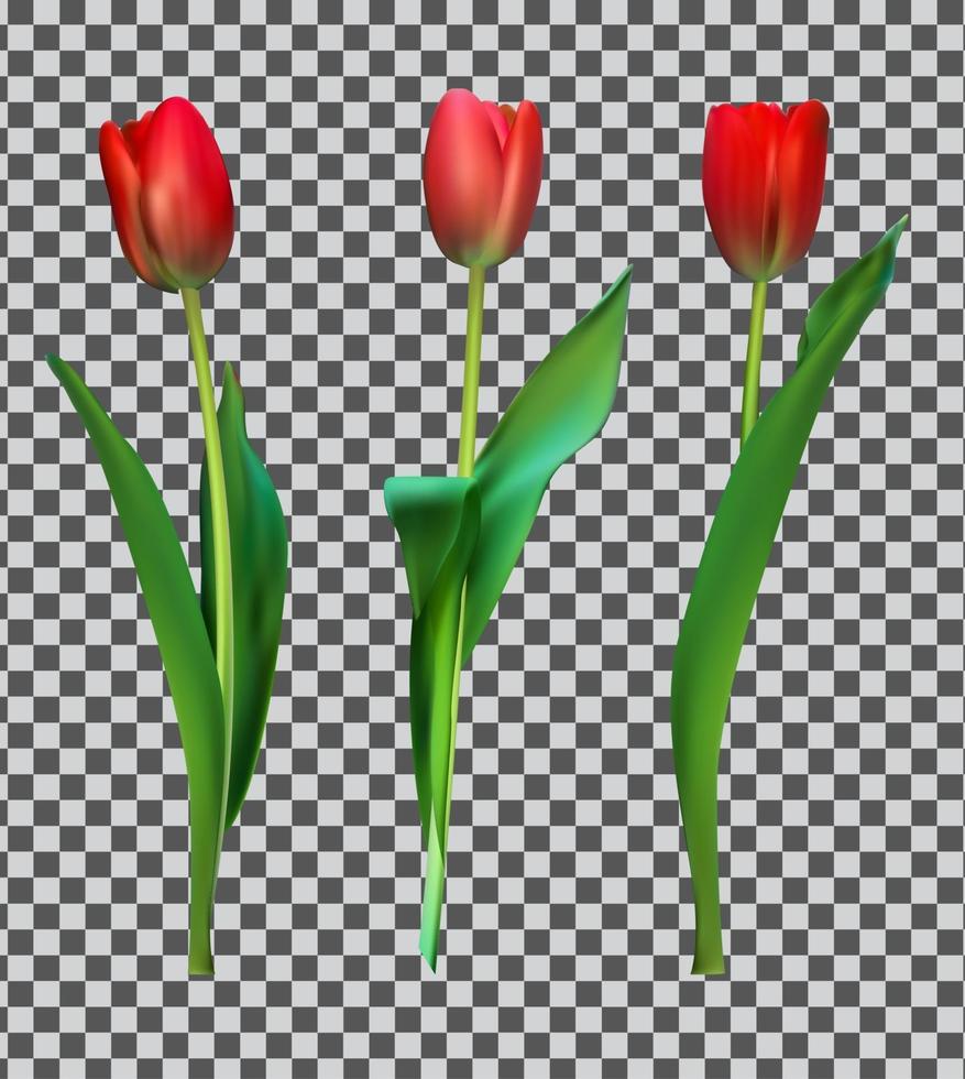 realistische kleurrijke tulpen. rode bloemen op achtergrond vector