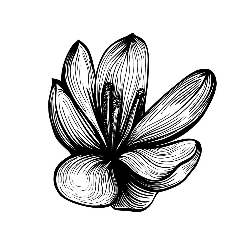 saffraan bloem schets. krokus geïsoleerd op een witte achtergrond. handgetekende vectorillustratie vector