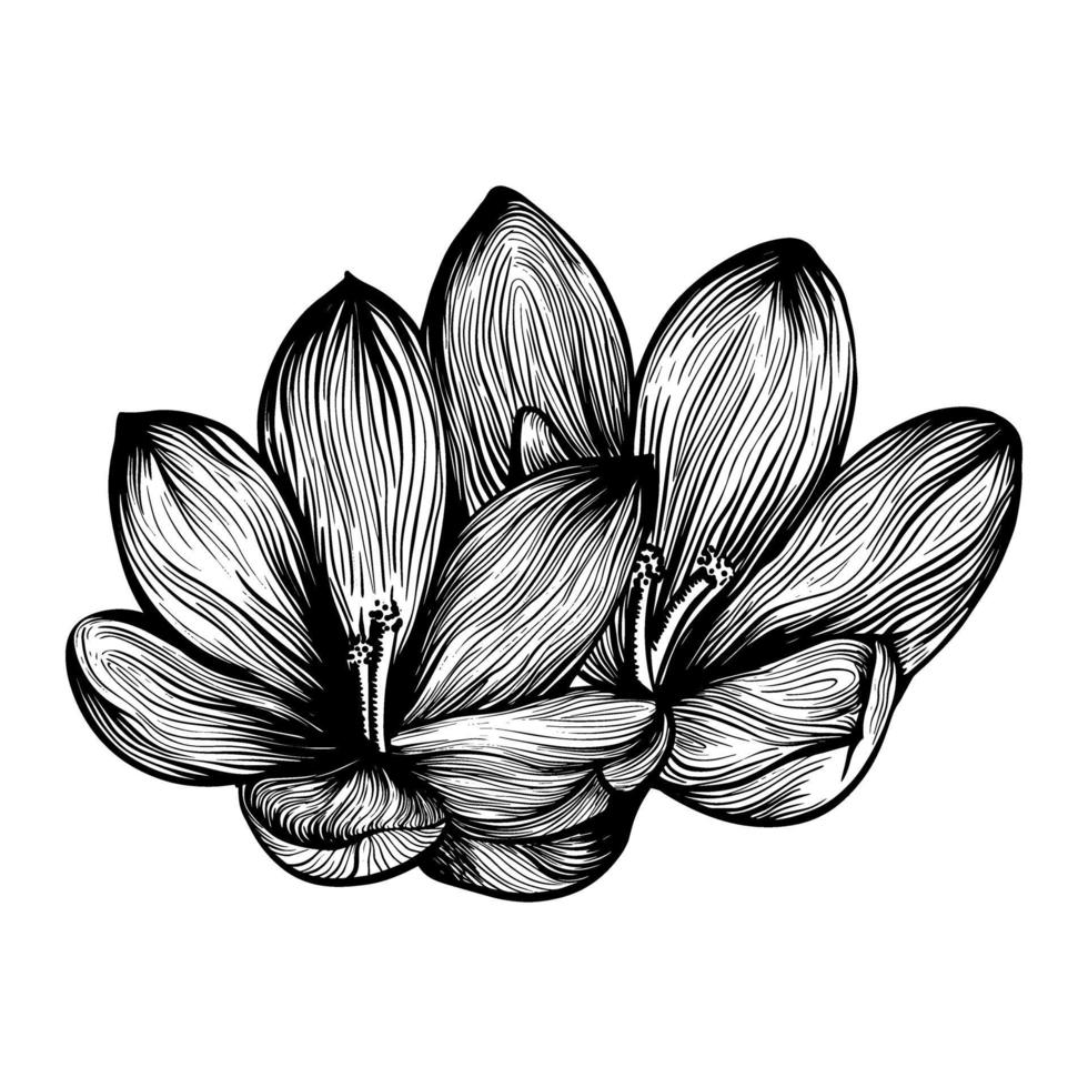 krokus bloem. saffraan. vector illustratie