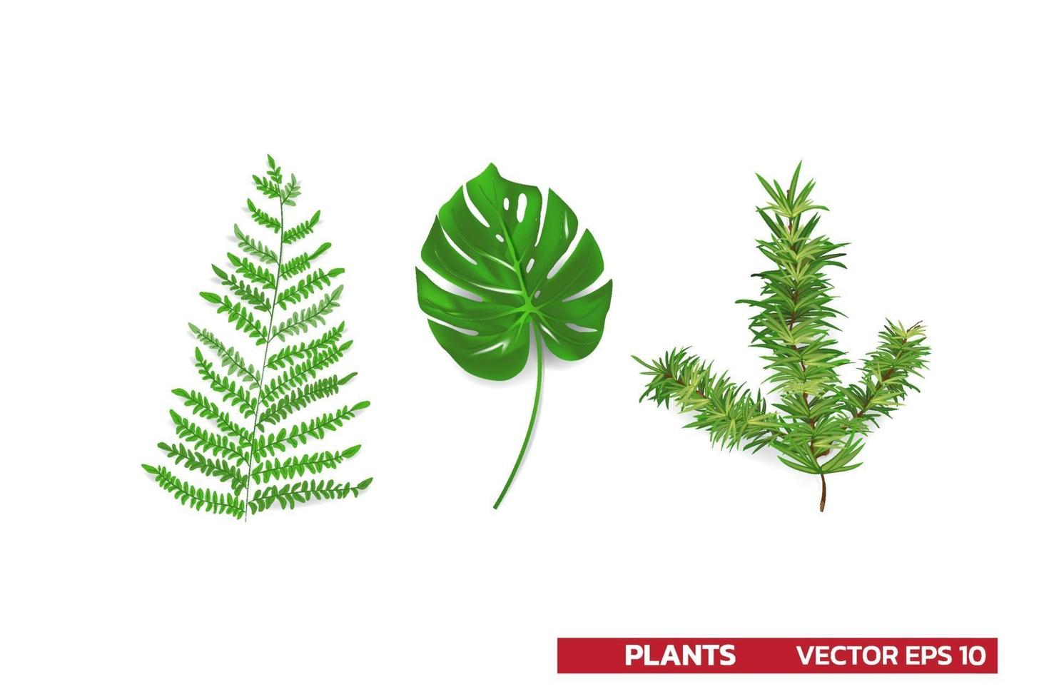 set van plantenblad uit tropische bossen monstera varen dennenblad geïsoleerd op wit kan worden gebruikt voor wenskaarten flyers uitnodigingen webdesign voor alles vector