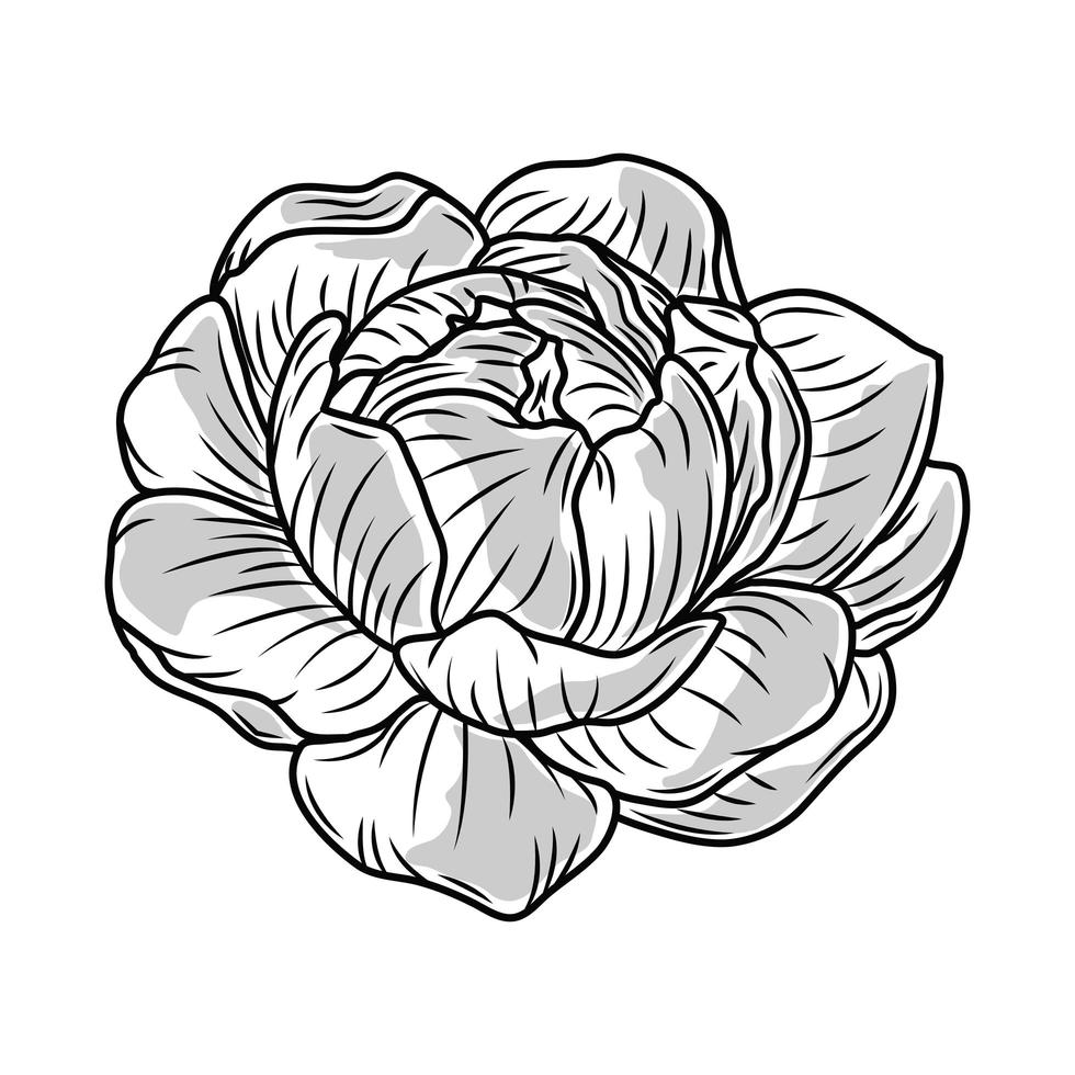 bloem delicate schets vector